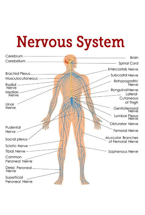 Drawing of the human nerve system